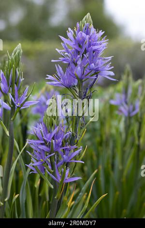 Die wunderschönen blauen Blumen von Camassia leichtlinii caerulea, auch bekannt als große Kamas oder große Kamas. Ottüren in einem natürlichen Gartensettin gefangen Stockfoto