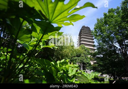 (230509) -- XI'AN, 9. Mai 2023 (Xinhua) -- Dieses Foto wurde am 8. Mai 2023 aufgenommen und zeigt einen Blick auf die kleine Wildganspagode in Xi'an, Nordwestchina der Provinz Shaanxi. XI'an, eine Stadt mit über 3.100 Jahren Geschichte, diente als Hauptstadt für 13 Dynastien in der chinesischen Geschichte. Es ist auch die Heimat der weltberühmten Terrakotta-Krieger, die in der Qin-Dynastie (221-207 v. Chr.) geschaffen wurden. Die kleine Wildgans-Pagode befindet sich im Jianfu-Tempel und wurde während der Herrschaft des Kaisers Zhongzong der Tang-Dynastie (618-907) in der Jinglong-Zeit (701-710) erbaut, um die buddhistischen Sutras von Mönch Yi Jing zu speichern. Xi Stockfoto