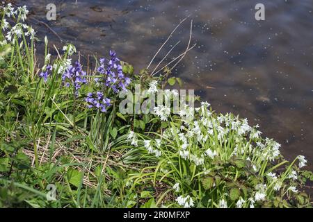 Spanische Bluebells und Three Cornered Leak, manchmal auch wilder Knoblauch genannt, gedeihen am See Millbrook im Südosten von Cornwall. Es gibt eine Kontroverse Stockfoto