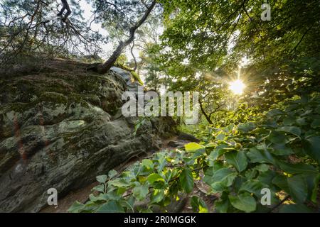 Sonnenuntergang in der Felsformation Squatting Woman, Teutoburger Wald, Nordrhein-Westfalen, Deutschland Stockfoto