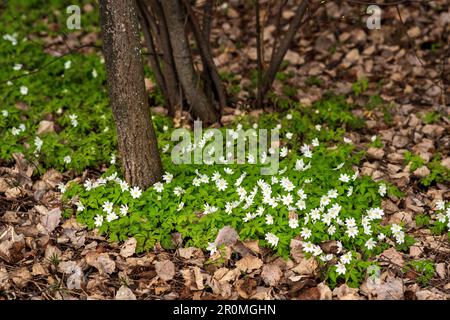 Die ersten Frühlingsblumen haben Anemonen unter dem trockenen Laub des Waldes gepflanzt Stockfoto