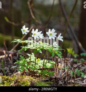 Erste Frühlingsblumen mit Anemonen im Wald aus der Nähe Stockfoto