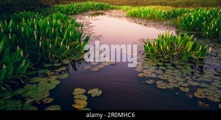 Ein ruhiges Feuchtgebiet, umgeben von üppigem Grün, mit einem Teich, der seine natürliche Schönheit widerspiegelt. Keine weitere Seele in Sicht. Stockfoto
