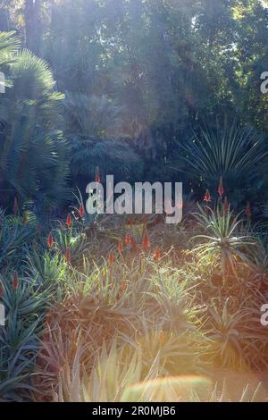 Lichtdurchflutete Szene im Jardin de Majorelle, dem Garten von Yves Saint Laurent, Marrakesch, Marokko Stockfoto