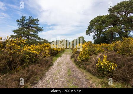 Im Old Lodge Nature Reserve im Ashdown Forest, Sussex, Großbritannien Stockfoto