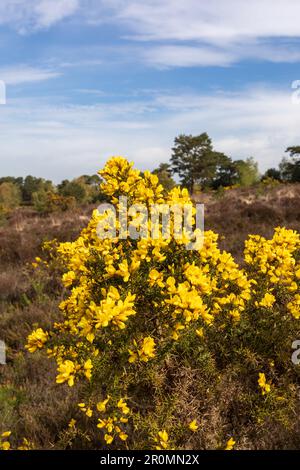 Im Old Lodge Nature Reserve im Ashdown Forest, Sussex, Großbritannien Stockfoto