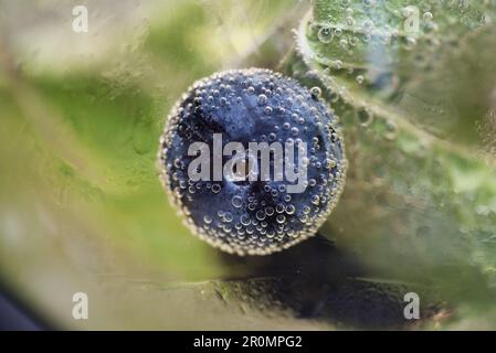 un bel bicchiere di Cocktail con limone neoglie di menta e mirtilli Stockfoto