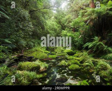 Regenwald, Omanawa-Schlucht, Bucht von Plenty, Nordinsel, Neuseeland, Oceania Stockfoto