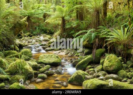 Regenwald, Oparara-Becken, Kahurangi-Nationalpark, Westküste, Südinsel, Neuseeland, Oceania Stockfoto
