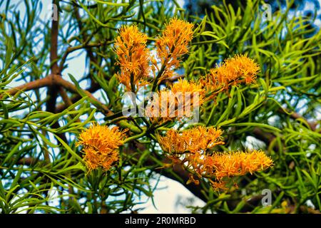 Gelbe Blüten des parasitären westaustralischen Weihnachtsbaums (Nuytsia floribunda), auch Moodjar genannt Stockfoto