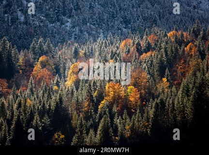 Nadelwald mit Laubbbäumen in Herbstfarben dazwischen, Hinterriss, Tirol, Österreich Stockfoto