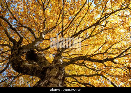 Buche in Herbstfarben, Hinteriss, Tirol, Österreich Stockfoto
