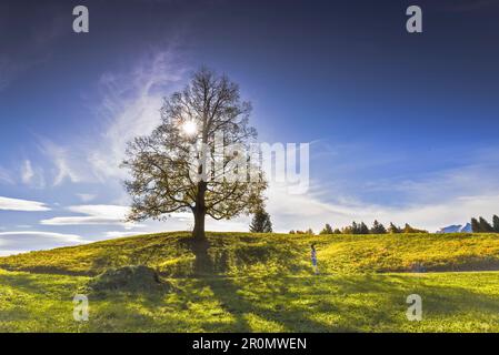 Das kleine Mädchen steht vor einem großen Baum auf der Wiese. Geschwandtnerbauer, Partenkirchen, Bayern, Deutschland, Europa, Stockfoto