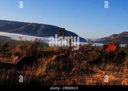 An einem kühlen frühen Wintermorgen schwebt eine Nebeldecke über dem Dorf GA-Maja in der südafrikanischen Provinz Limpopo Stockfoto