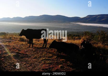 An einem kühlen frühen Wintermorgen schwebt eine Nebeldecke über dem Dorf GA-Maja in der südafrikanischen Provinz Limpopo Stockfoto