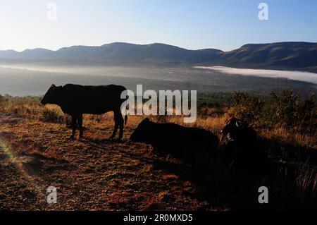 An einem kühlen frühen Wintermorgen schwebt eine Nebeldecke über dem Dorf GA-Maja in der südafrikanischen Provinz Limpopo Stockfoto