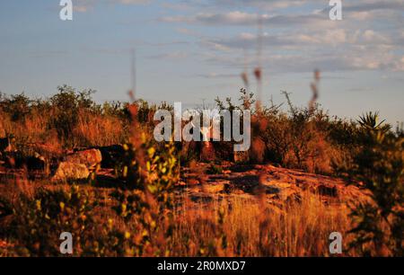An einem kühlen frühen Wintermorgen schwebt eine Nebeldecke über dem Dorf GA-Maja in der südafrikanischen Provinz Limpopo Stockfoto