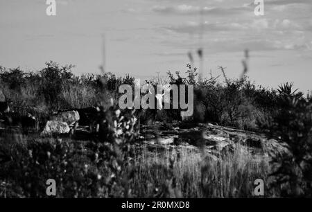 An einem kühlen frühen Wintermorgen schwebt eine Nebeldecke über dem Dorf GA-Maja in der südafrikanischen Provinz Limpopo Stockfoto