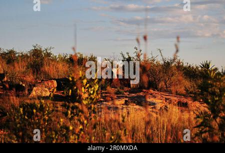 An einem kühlen frühen Wintermorgen schwebt eine Nebeldecke über dem Dorf GA-Maja in der südafrikanischen Provinz Limpopo Stockfoto