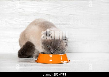 Katzenfutter. Schottische faltgraue Katze isst Lebensmittel aus orangefarbener Stahlschüssel gegen weiße Holzwand. Schließen. Hungrige Katze zu Hause. Süße Einheimische Ani Stockfoto