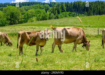 Viehweiden auf einer Weide in Allgaeu, Dorf Sulzberg bei Kempten, Bayern, Deutschland, Europa. Stockfoto