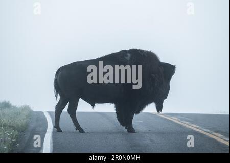 Large Male Bison steht auf der Straße am Foggy Morning in Yellowstone Stockfoto