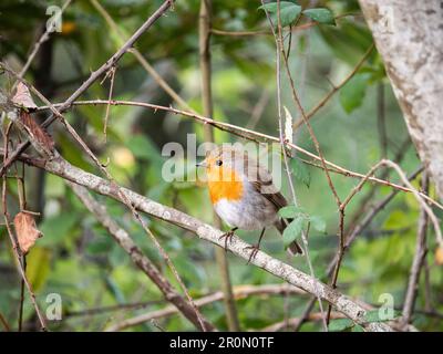 Der sanfte Fokus des liebenswerten Erithacus-rubecula-Vogels mit orangefarbenem und braunem Gefieder, das sich auf einem Ast mit grünen Blättern im natürlichen Lebensraum befindet Stockfoto