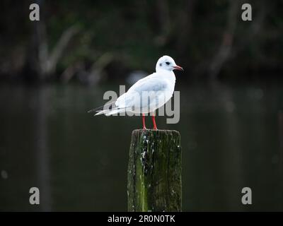 Weichfokus der Schwarzkopfmöwe Chroicocephalus ridibundus mit grauem und weißem Gefieder und rotem Schnabel auf dem Baum Stockfoto