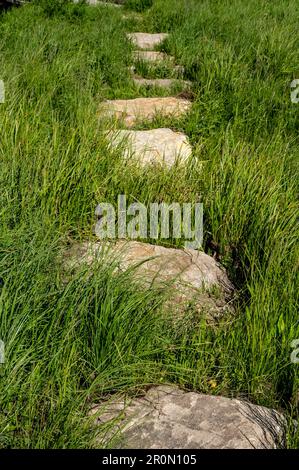 Große Steine durch hohes grünes Gras im Yellowstone Field Stockfoto