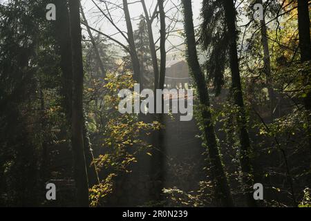 Blick auf kleine alte Hütte hinter Bäumen auf sonnig Tag im Herbstwald Stockfoto