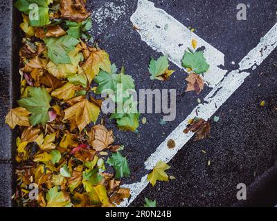 Von oben Schuss der grauen nassen Asphaltfläche mit Weiß Markierung und Haufen von Herbst bunte Blätter Stockfoto