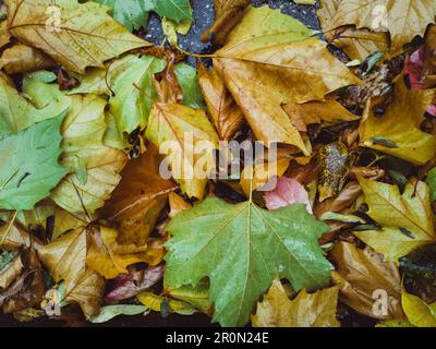 Hintergrund von nassen bunten grünen und orangefarbenen Blättern im Herbst Zeit am Boden Stockfoto