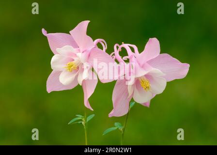 Kolumbinblüten in Form von Glocken, Aquilegia flabellata Rose White, Nahaufnahme. Im Ziergarten. Unscharfer grüner Hintergrund. Trencin, Slowakei Stockfoto