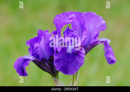 Zwerg Iris pumila, wahrhaft violette Blume, Nahaufnahme. Unscharfer natürlicher grüner Hintergrund. Ziergarten Trencin, Slowakei Stockfoto