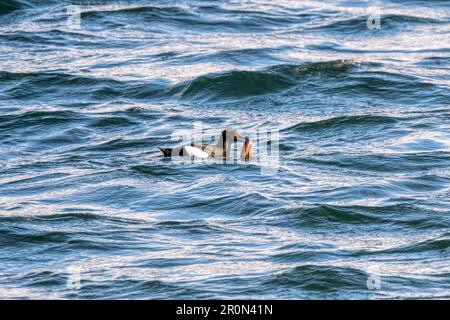 Schwarzes Guillemot oder Tystie, Cepphus Grylle, mit Butterfisch, Pholis gunnellus. Vor Yell, Shetland. Stockfoto