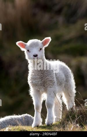 Ein junges Frühlingslamm auf der Insel Yell, Shetland. Stockfoto