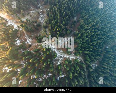 Der Pinienwald in Gulmarg, Kaschmir, aus der Vogelperspektive Stockfoto