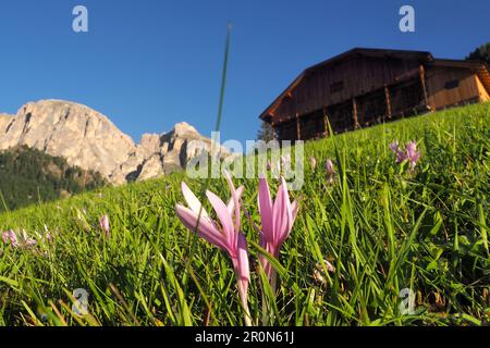 In Colfosco mit Chiampac, Alta Badia, Dolomiten, Südtirol, Italien Stockfoto