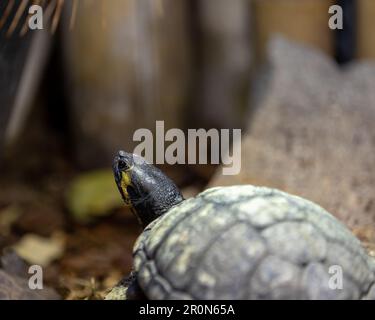 Eine Schildkröte hoch oben auf einem Haufen Holzstämme und Schmutzablagerungen Stockfoto