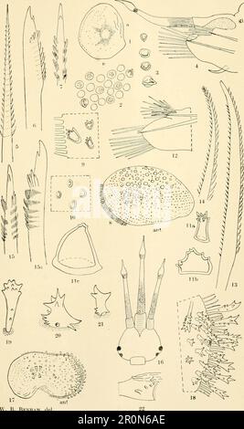 Zoologische Ergebnisse der Fischereiversuche, die vom FBI durchgeführt wurden "Endeavour", 1909-14 unter H.C. Dannevig, Commonwealth-Direktor für Fischerei. Volumen 1911 M (1-5') Stockfoto