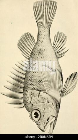 Zoologische Ergebnisse der Fischereiversuche, die vom FBI durchgeführt wurden "Endeavour", 1909-14 unter H.C. Dannevig, Commonwealth-Direktor für Fischerei. Volumen 1911 M (1-5') Stockfoto