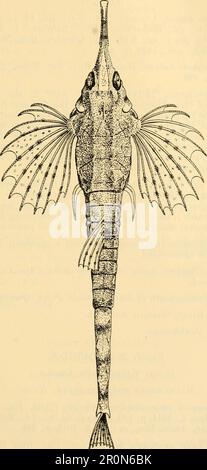 Zoologische Ergebnisse der Fischereiversuche, die vom FBI durchgeführt wurden "Endeavour", 1909-14 unter H.C. Dannevig, Commonwealth-Direktor für Fischerei. Volumen 1911 M (1-5') Stockfoto