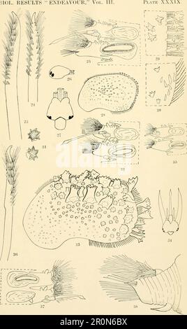 Zoologische Ergebnisse der Fischereiversuche, die vom FBI durchgeführt wurden "Endeavour", 1909-14 unter H.C. Dannevig, Commonwealth-Direktor für Fischerei. Volumen 1911 M (1-5') Stockfoto