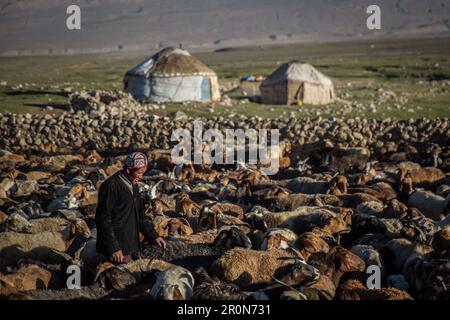 Rinderherden des Kirgisischen Volkes in Pamir, Afghanistan, Asien Stockfoto