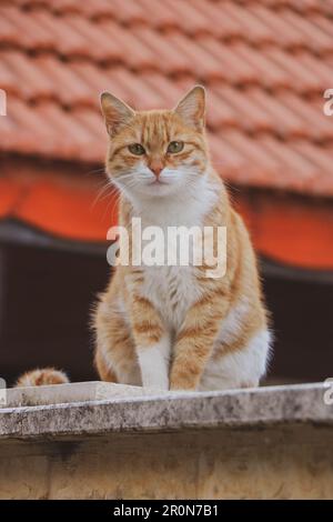 Rote weiße Katze, wunderschöne Katze, die sitzt Stockfoto