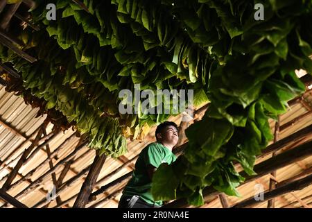 Danli, Honduras. 8. Mai 2023. Ein Arbeiter trocknet Tabakblätter für Zigarren auf einer Plantage in Danli, Honduras, 8. Mai 2023. Honduras ist eines der führenden Zigarrenanbauländer der Welt. Kredit: Xin Yuewei/Xinhua/Alamy Live News Stockfoto