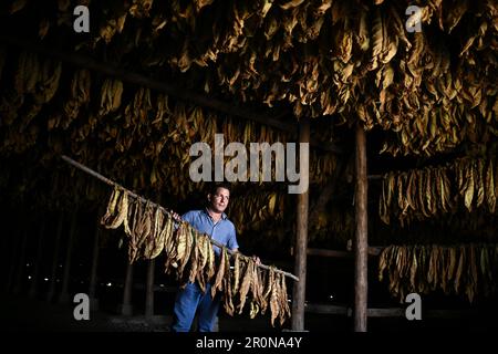 Danli, Honduras. 8. Mai 2023. Ein Arbeiter trocknet Tabakblätter für Zigarren auf einer Plantage in Danli, Honduras, 8. Mai 2023. Honduras ist eines der führenden Zigarrenanbauländer der Welt. Kredit: Xin Yuewei/Xinhua/Alamy Live News Stockfoto