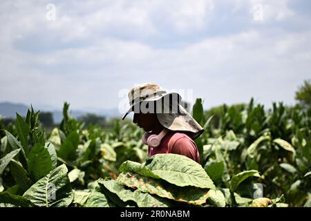 Danli, Honduras. 8. Mai 2023. Ein Arbeiter erntet Tabakblätter für Zigarren auf einer Plantage in Danli, Honduras, 8. Mai 2023. Honduras ist eines der führenden Zigarrenanbauländer der Welt. Kredit: Xin Yuewei/Xinhua/Alamy Live News Stockfoto