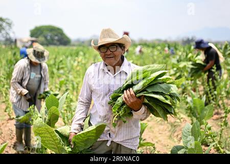 Danli, Honduras. 8. Mai 2023. Arbeiter ernten Tabakblätter für Zigarren auf einer Plantage in Danli, Honduras, 8. Mai 2023. Honduras ist eines der führenden Zigarrenanbauländer der Welt. Kredit: Xin Yuewei/Xinhua/Alamy Live News Stockfoto