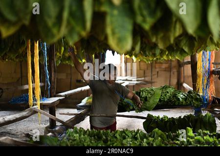 Danli, Honduras. 8. Mai 2023. Ein Arbeiter trocknet geerntete Tabakblätter für Zigarren auf einer Plantage in Danli, Honduras, 8. Mai 2023. Honduras ist eines der führenden Zigarrenanbauländer der Welt. Kredit: Xin Yuewei/Xinhua/Alamy Live News Stockfoto